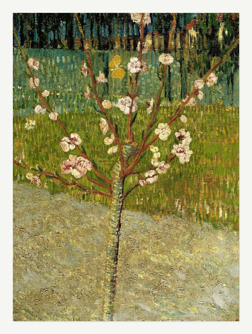Almond Tree in Blossom