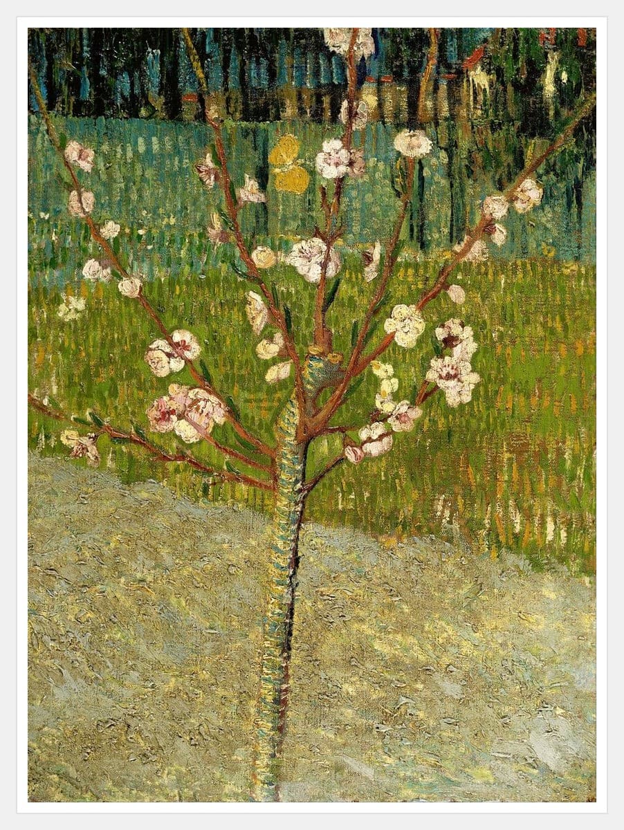 Almond Tree in Blossom - White Frame